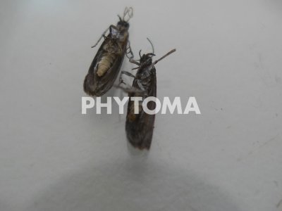 Cryptoblabes gnidiella